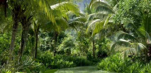 Džungle (ilustrační snímek).