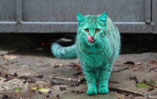 Kočku prý nikdo naštěstí nenatřel, nocuje totiž v garáži, kde je vylitá zelená barva.