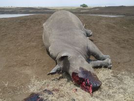 Pytlácký lov nejen slonů, ale i nosorožců v Africe se prudce rozšířil.