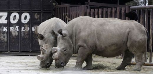 Vzácní bílí nosorožci ze Zoologické zahrady Dvůr Králové, prý nebudou schopni rozmnožení.