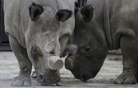 Dvorská zoo poslala do Keni své bílé nosorožce před pěti lety.