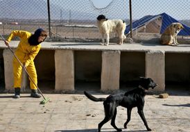 Útulek poblíž Teheránu je pro 500 psů a je jediný v zemi, který má povolenou činnost.