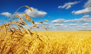 Letos čeká Rusko rekordní úrodu obilovin.