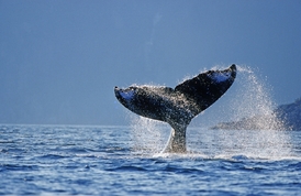 Když se vydáte podívat na velryby, uvidíte z nich většinou jen kousek. Ten ale stojí za to.