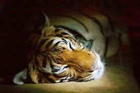 Noční prohlídky v pražské zoo potrvají do konce prosince.