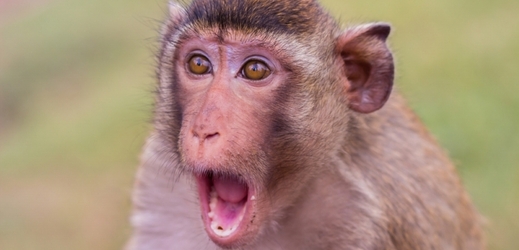 Opičák poskytl své družce drsnou, ale účinnou první pomoc (ilustrační foto).