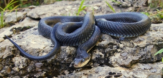 Mamba černá patří mezi nejjedovatější hady světa