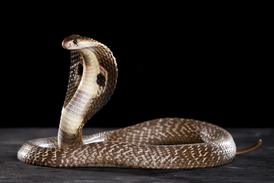 Kobra královská bude dominantou expozice jedovatých hadů.