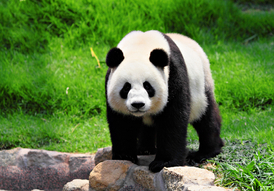 Takto vypadá opravdová panda (ilustrační foto).