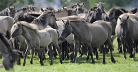 Původně se vědci domnívali, že koně měli tmavě šedou barvu.