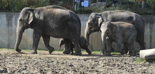 V ostravské zoo žije šestičlenná sloní skupina.