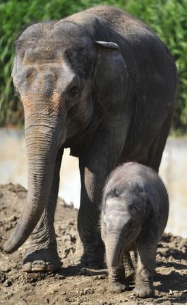 Dospívající slonice Vishesh a její zatím bezejmenná samička.