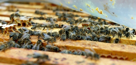 V důsledku počasí byla navíc včelstva ve špatné kondici a oslabená.