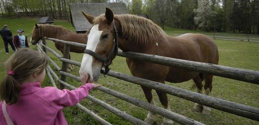Manželský pár koně vycvičí pro nejrůznější činnosti či k terapii hyperaktivních dětí (ilustrační foto).