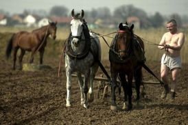 Koně například obdělávají půdu, pomáhají na venkově či na farmách nebo jsou využíváni při terapii osob s posttraumatickým stresem.