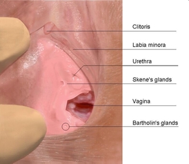Umístění Skeneho žláz. Zhora dolů: klitoris, malé stydké pysky, vyústění močové trubice, Skeneho žlázy, vagina a Bartholinovy žlázy (vylužují sekret, který zvlhčuje pochvu).