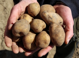 Geneticky upravená odrůda brambor.