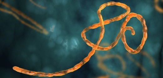 Virus eboly (ilustrační foto).