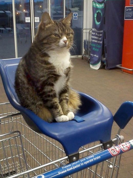 Ochotně pózuje zákazníkům, stala se z něj místní kočičí hvězda.