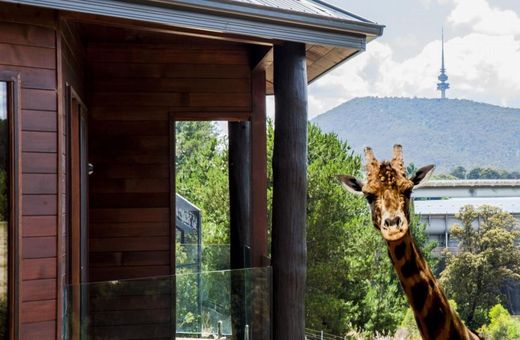 Žirafy můžete krmit přímo ze své terasy.