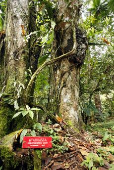 Na čtyři litry nápoje spotřebujete přibližně 35 kilogramů ayahuasky.