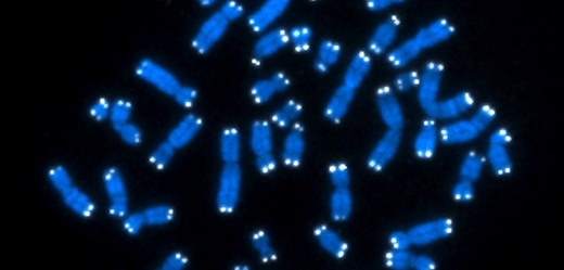 Lidské chromozomy.