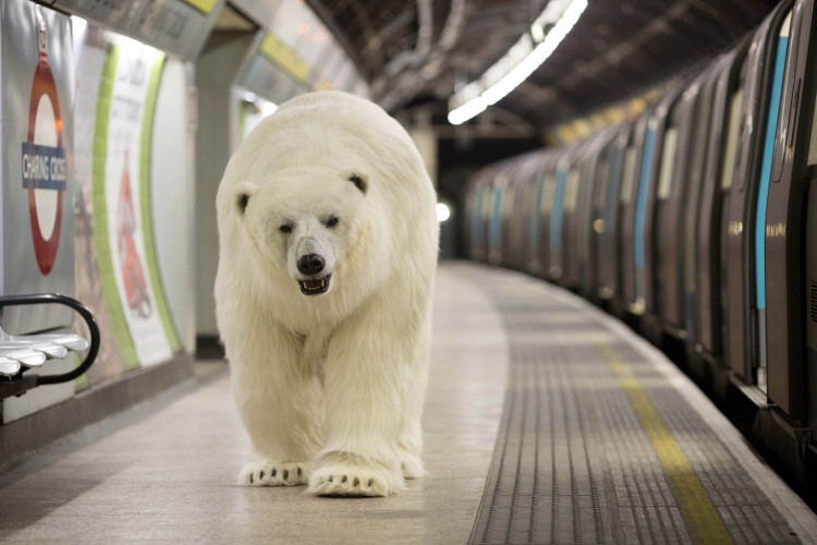 Skuteční lední medvědi mohou vážit více než 400 kg.