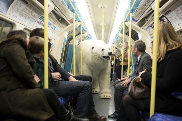 Medvěd byl vytvořen jako "reklamní předmět" pro očekávaný seriál Fortitude.