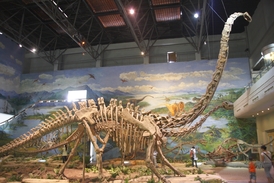 Mamenchisaurus youngi (ilustrační foto).