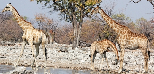 Žirafy kapské s mládětem (ilustrační foto).