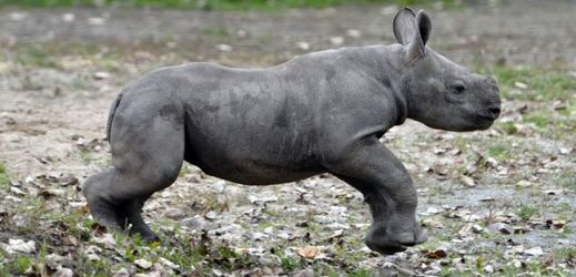Ve dvorské zoo se narodilo už 53 mláďat nosorožců. Na snímku 50. mládě narozené 8. září 2012.