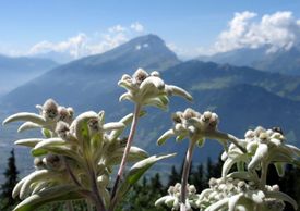 Návštěvníci uvidí i expozici zaměřenou na alpské rostliny.