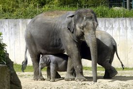 Velkým snem zoo je získat zázemí pro slony (ilustrační foto).