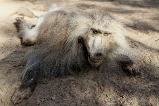 Zaměstnanci se prý k zoo nemohli dostat, když se jim to podařilo, našli ve většině případech mrtvá zvířata.