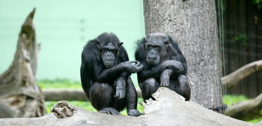 Šimpanzi ve výběhu zoologické zahrady.