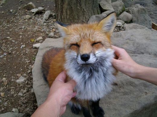 Pokud se nebojíte, můžete si lišky i pohladit.