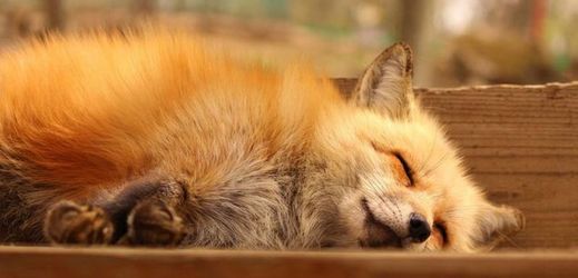 I když jsou lišky opravdu roztomilé, nesmíte zapomenout na to, že jsou to divoká zvířata.
