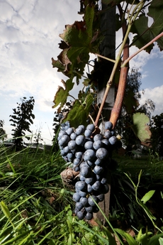 Růžové víno se vyrábí z hroznů modrých odrůd.