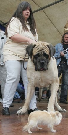 Nejtěžší a nejmenší český pes vedle sebe. Obr má 111,65 kilo.