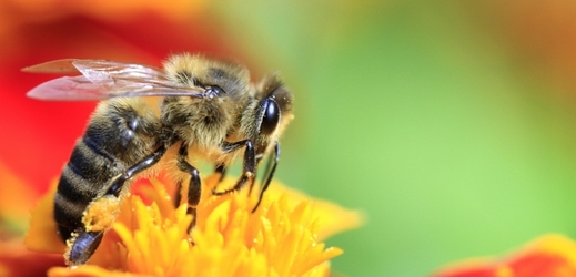 Včela se chystá napít nektaru z květu.