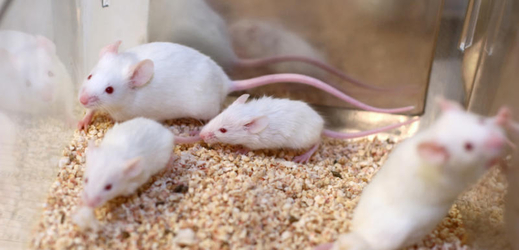 Mozkový hormon změnil myší chuť k jídlu.
