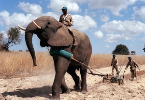 Sloni se v Zimbabwe využívají při práci na poli.