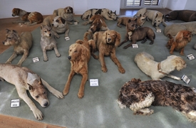 Sbírka vycpaných psů barona Haase.