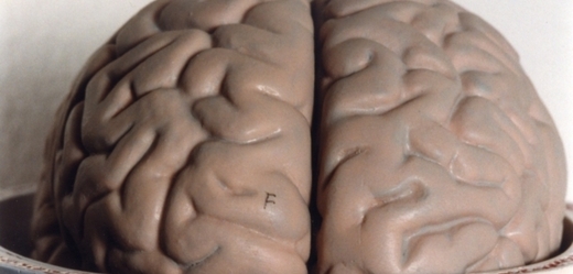 Lidský mozek (ilustrační foto).