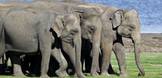 Sloni mají výjimečný čich, velkou výhodou je i jejich dobrá paměť.
