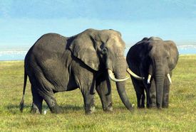 Sloni se neučili nebezpečným místům jako jsou minová pole vyhýbat.