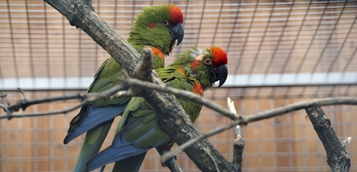 Jihoameričtí papoušci ohroženého druhu Ara červenouchého ve voliéře.