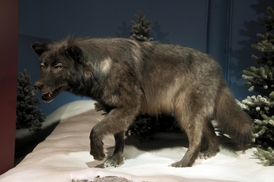 Vycpaný vlk (ilustrační foto).
