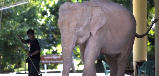 Bílí sloni jsou velikou vzácnosti a v Barmě jsou symbolem moci a prosperity.