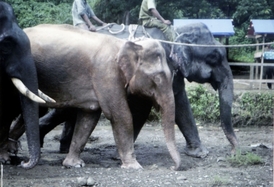 V současné době žije v Barmě v zajetí osm bílých slonů.